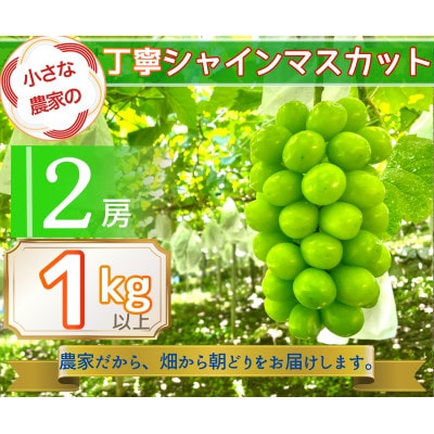 【2026年先行予約】小さな農家の丁寧シャインマスカット計1kg2房入り