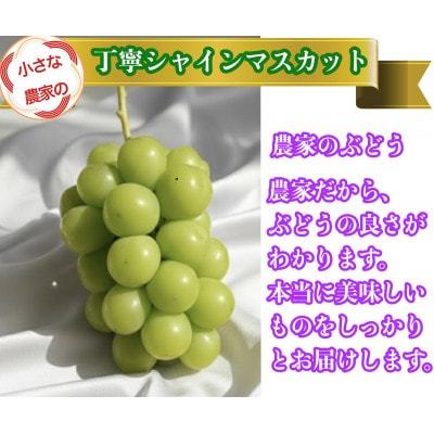 【2026年先行予約】小さな農家の丁寧シャインマスカット計1kg2房入り