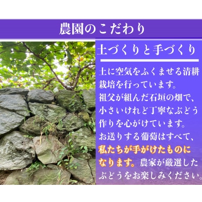 【2026年先行予約】小さな農家の丁寧シャインマスカット計1kg2房入り