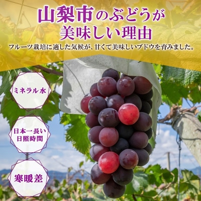 爽やかな甘み「山梨県山梨市産のぶどう 藤稔(ふじみのり) 2房 約1kg」