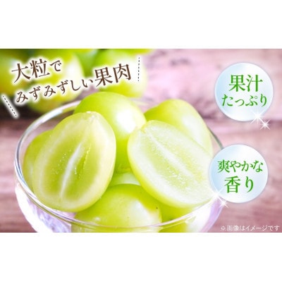 【2026年発送 先行受付】山梨県山梨市産 朝採れ シャインマスカット 3.0kg (5～6房)