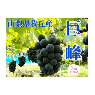 山梨県産種なし巨峰　1kg(2～3房)
