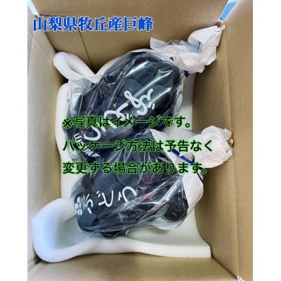 山梨県産種なし巨峰　1kg(2～3房)
