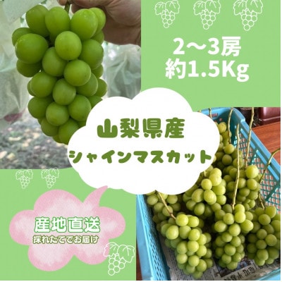 【2026年先行予約】シャインマスカット2~3房(約1.5kg)