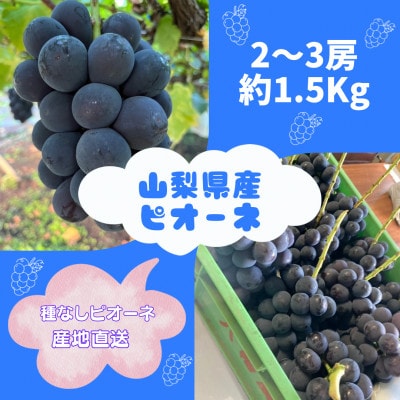 【2026年先行予約】ピオーネ2～3房(約1.5kg)