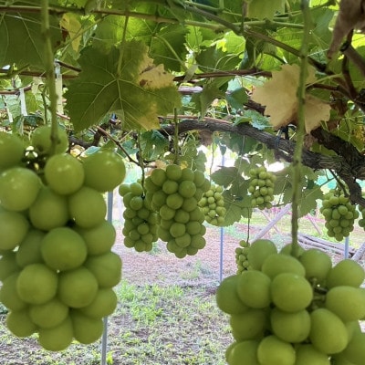 【2026年9月発送予定】シャインマスカット 約4.0kg(6～8房)