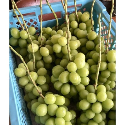 【2026年9月発送予定】シャインマスカット 約4.0kg(6～8房)