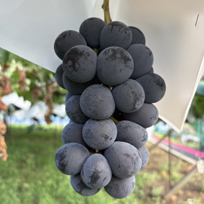 【2026年8月発送予定】巨峰6～8房 (約4.0kg)