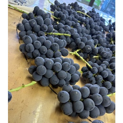 【2026年8月発送予定】巨峰6～8房 (約4.0kg)