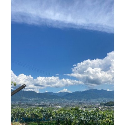 【2026年8月発送予定】巨峰6～8房 (約4.0kg)