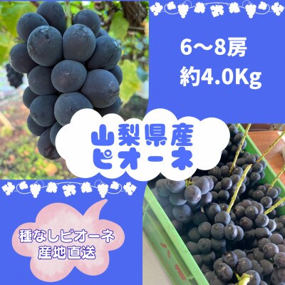 【2026年8月より発送予定】ピオーネ6～8房(約4.0kg)