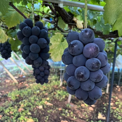 【2026年8月より発送予定】ピオーネ6～8房(約4.0kg)