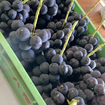 【2026年8月より発送予定】ピオーネ6～8房(約4.0kg)