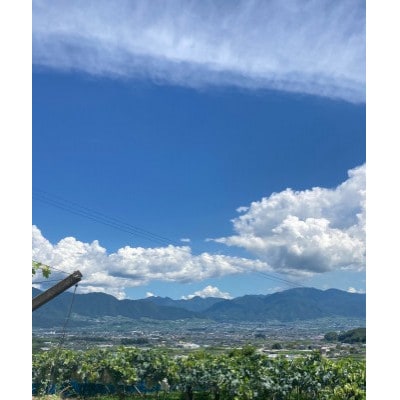 【2026年8月より発送予定】ピオーネ6～8房(約4.0kg)