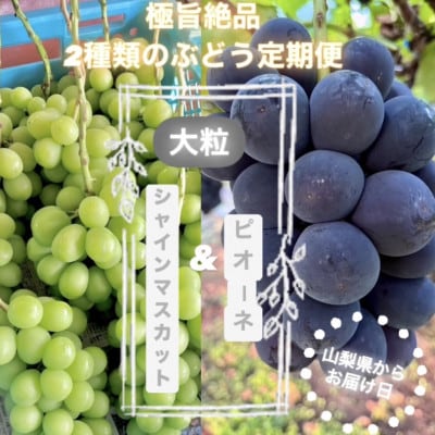 【発送月固定定期便】旬のピオーネ+シャインマスカット2房(1.3～1.5kg)全2回