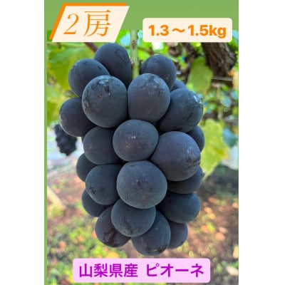 【発送月固定定期便】旬のピオーネ+シャインマスカット2房(1.3～1.5kg)全2回