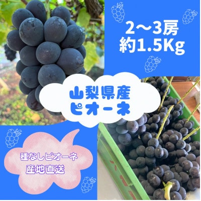 【発送月固定定期便】旬のピオーネ+シャインマスカット2～3房(約1.5kg)全2回