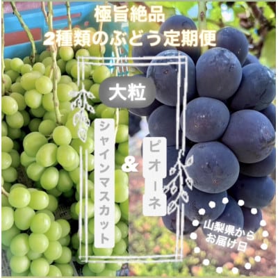 【発送月固定定期便】旬のピオーネ+シャインマスカット2～3房(約1.5kg)全2回