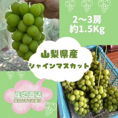 【発送月固定定期便】旬の巨峰+シャインマスカット2～3房(約1.5kg)全2回
