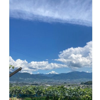 【発送月固定定期便】旬の巨峰+シャインマスカット2～3房(約1.5kg)全2回