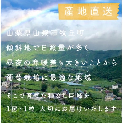 【2026年発送分先行受付】巨峰ぶどう(種なし) 　2房　1kg 以上　産地直送　山梨県山梨市牧丘産