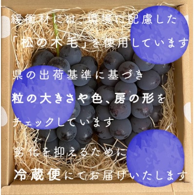 【2026年発送分先行受付】巨峰ぶどう(種なし) 　2房　1kg 以上　産地直送　山梨県山梨市牧丘産