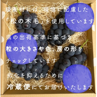 【2026年発送分先行受付】巨峰ぶどう(種なし) 2kg 以上 産地直送 山梨県山梨市牧丘産