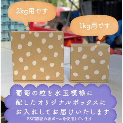 【2026年発送分先行受付】巨峰ぶどう(種なし) 2kg 以上 産地直送 山梨県山梨市牧丘産