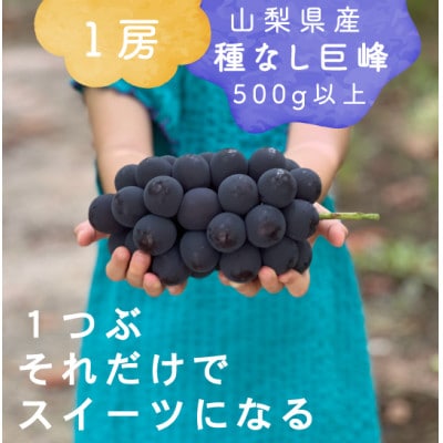 【2026年発送分先行受付】巨峰ぶどう(種なし) 1房500グラム以上 産地直送 山梨県山梨市牧丘産