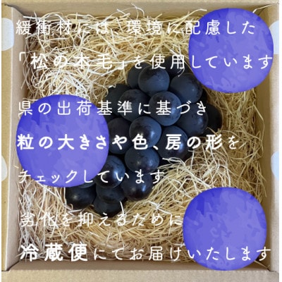 【2026年発送分先行受付】巨峰ぶどう(種なし) 1房500グラム以上 産地直送 山梨県山梨市牧丘産