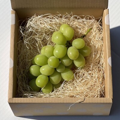 【12月1月発送】冬に食べられる シャインマスカット 1房(500g以上)山梨産