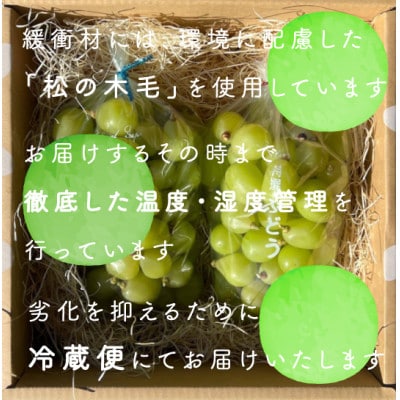 【年内発送】冬に食べられる シャインマスカット 粒 (2kg以上) 山梨産