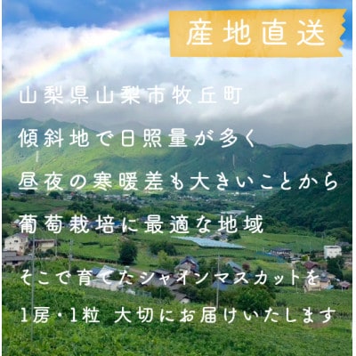 【年内発送】【訳あり】冬に食べられる シャインマスカット 4房 (計2kg以上) 山梨産