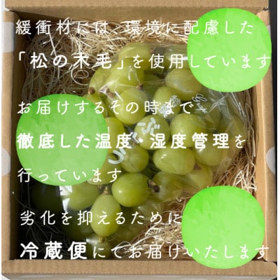 【年内発送】【訳あり】冬に食べられる シャインマスカット 粒 (1kg以上)山梨産