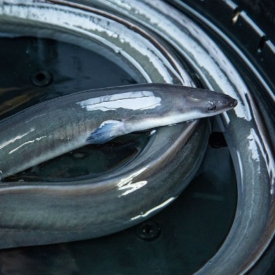 山梨県産富士山脈の地下水うなぎの蒲焼【約90g×5袋】