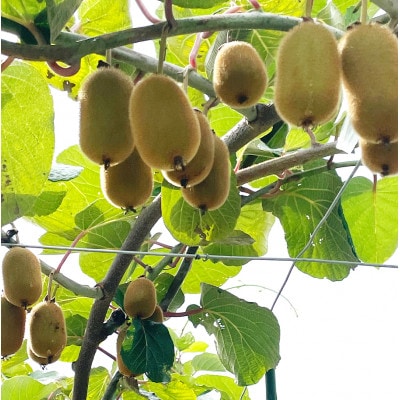 【フルーツ王国山梨】が贈る　完熟キウイフルーツ　1パック6個入り×6パックセット