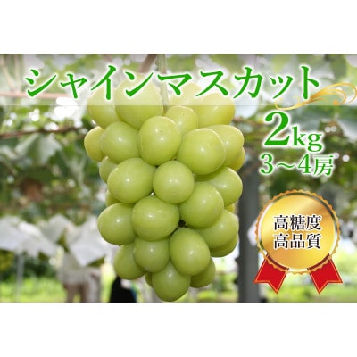 シャインマスカット 約2kg(3～4房)