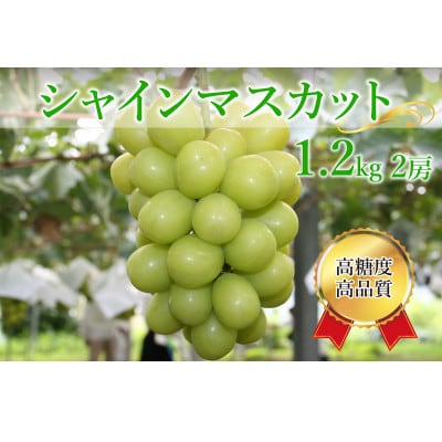 シャインマスカット 計1.2kg(2房)