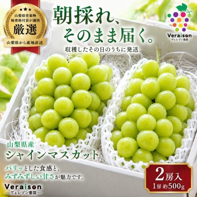 【2026発送予定】朝採り即日発送|検査員厳選シャインマスカット2房(約500g×2)化粧箱