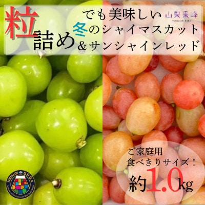 ★2026年度発送　SDGs 粒詰め　冬のシャインマスカット&サンシャインレッド　1kg相当