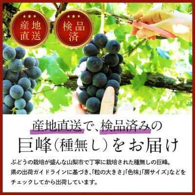 【2025年発送】山梨県山梨市牧丘 人気の種無し巨峰 2～3房(約1kg)