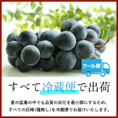 【2025年発送】山梨県山梨市牧丘 人気の種無し巨峰 2～3房(約1kg)
