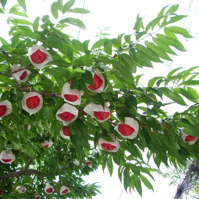 【2026年先行・6月下旬発送】　スイートネクタリン　約2kg(6～12個)