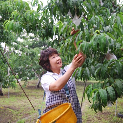 【2026年先行・7月下旬発送】　スイートネクタリン　約2kg(6～12個)