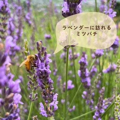 【さとふる限定】山梨市産 非加熱純粋はちみつ 185g×2本