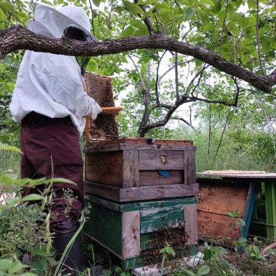 【さとふる限定】山梨市産 非加熱純粋はちみつ 185g×3本