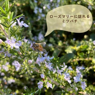 【さとふる限定】山梨市産 非加熱純粋はちみつ 185g×3本