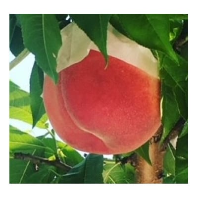 【先行受付】桃 2kg(5~7玉入り)