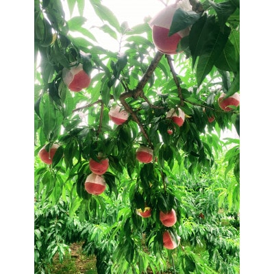 【先行受付】桃 2kg(5~7玉入り)