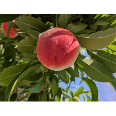 【先行受付】桃 2kg(5~7玉入り)